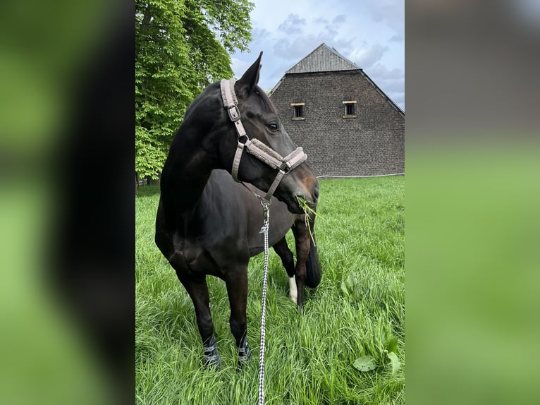 Westfale Stute 9 Jahre 168 cm Dunkelbrauner in Bottrop