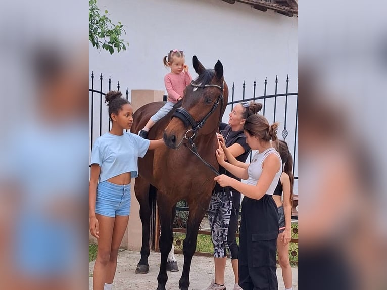 Westfale Stute 9 Jahre 169 cm Brauner in Békésszentandrás