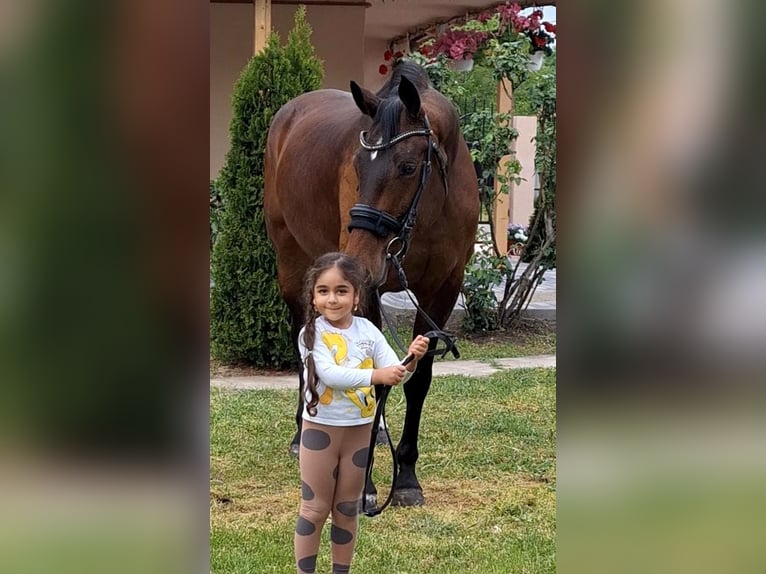 Westfale Stute 9 Jahre 169 cm Brauner in B&#xE9;k&#xE9;sszentandr&#xE1;s