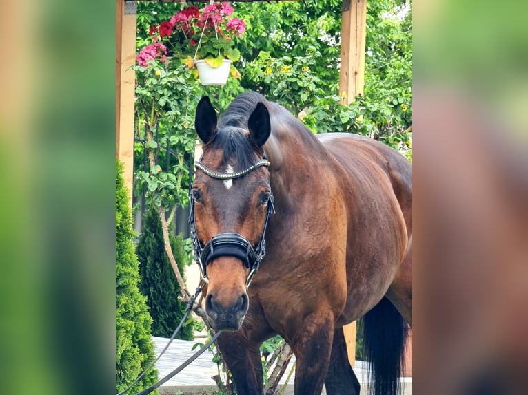 Westfale Stute 9 Jahre 169 cm Brauner in Békésszentandrás
