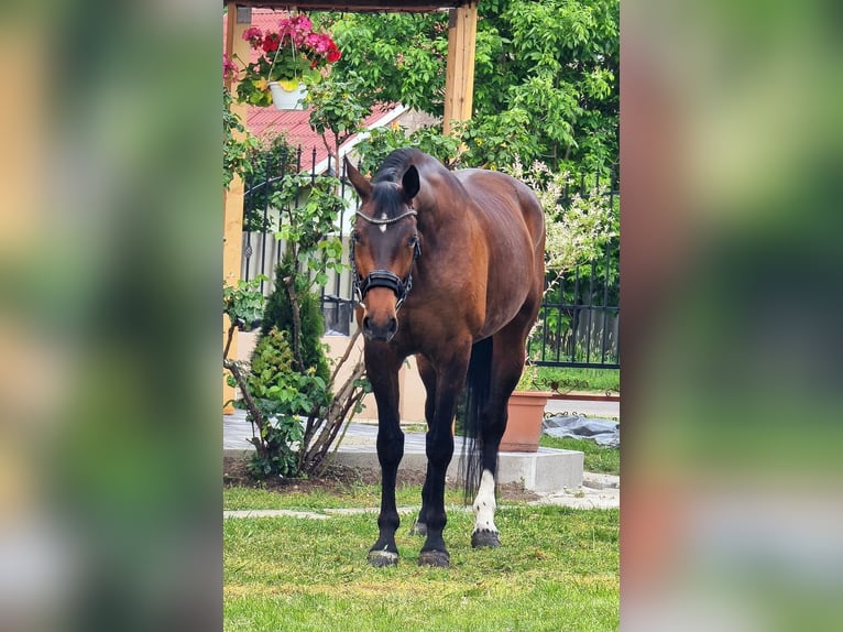 Westfale Stute 9 Jahre 169 cm Brauner in Békésszentandrás