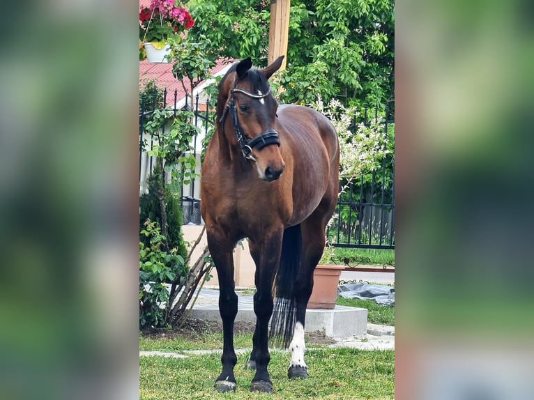 Westfale Stute 9 Jahre 169 cm Brauner in B&#xE9;k&#xE9;sszentandr&#xE1;s