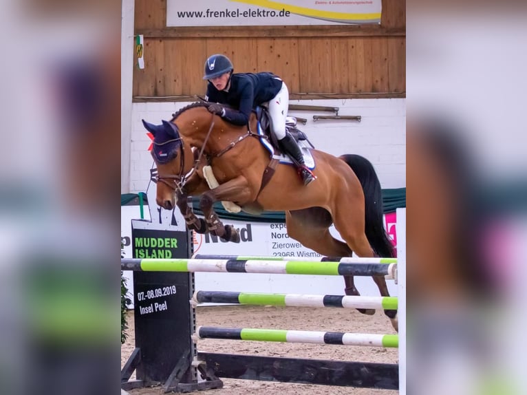 Westfale Stute 9 Jahre 169 cm Brauner in Insel Poel