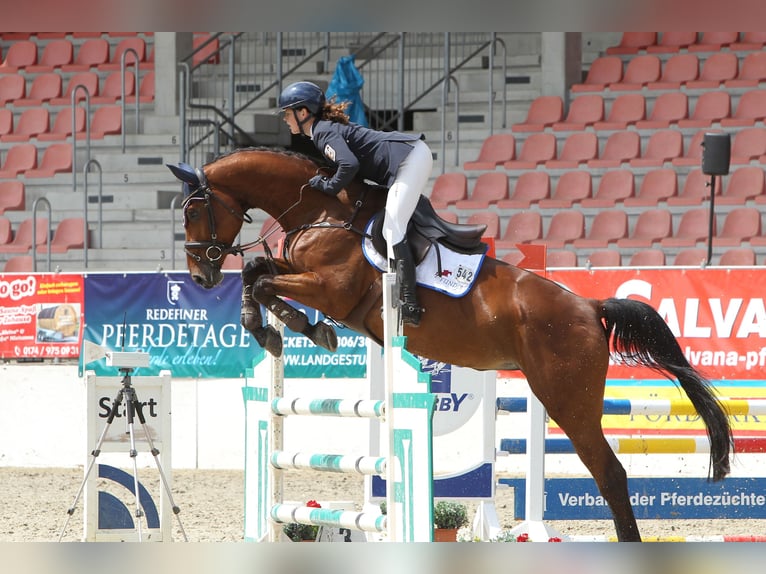 Westfale Stute 9 Jahre 169 cm Brauner in Insel Poel
