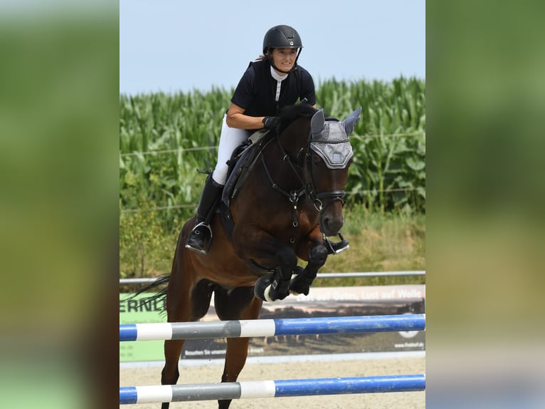 Westfale Stute 9 Jahre 169 cm Dunkelbrauner in Schemmerhofen