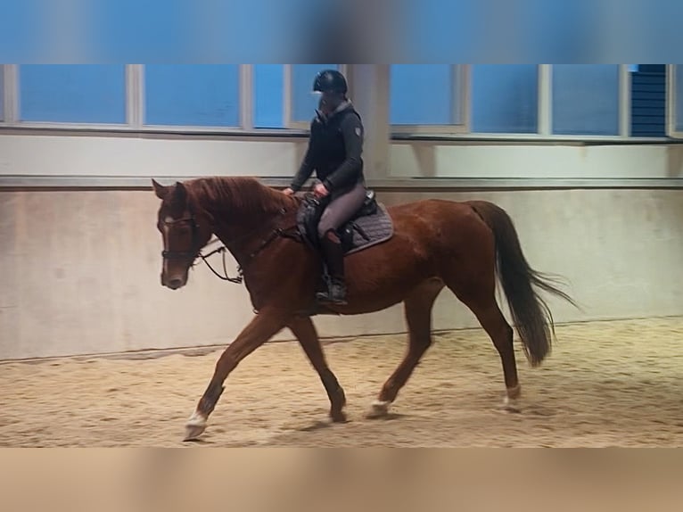 Westfale Stute 9 Jahre 169 cm Fuchs in Alzenau in Unterfranken