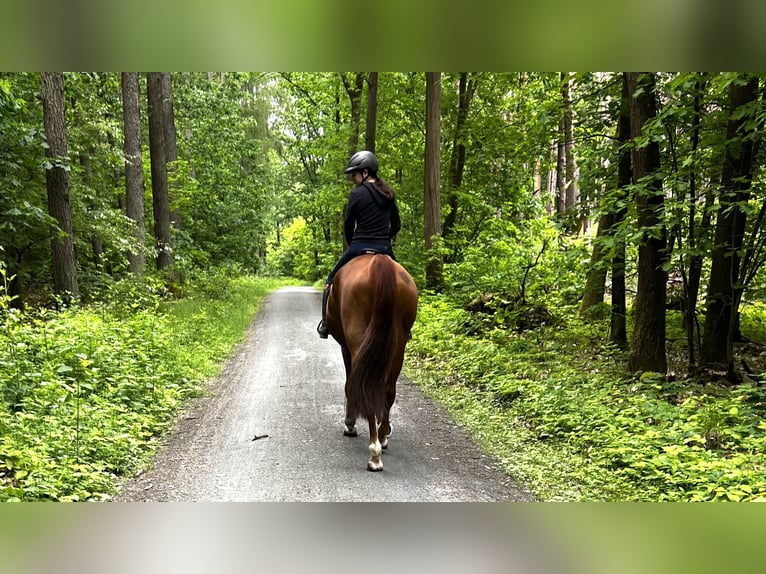 Westfale Stute 9 Jahre 169 cm Fuchs in Alzenau in Unterfranken