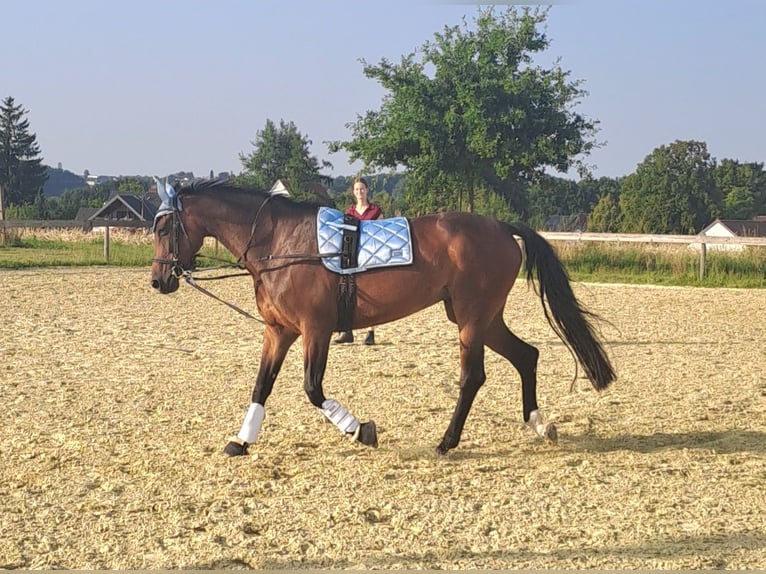 Westfale Stute 9 Jahre 170 cm Brauner in Herford