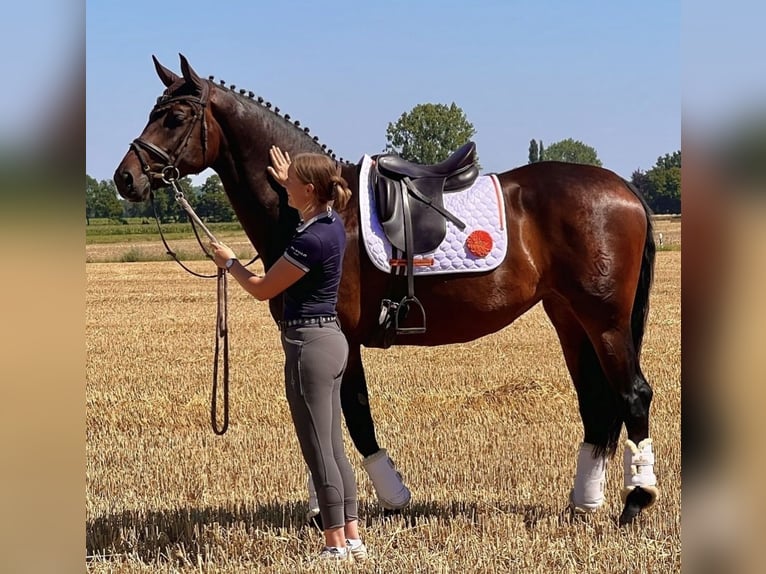 Westfale Stute 9 Jahre 170 cm Dunkelbrauner in Bünde