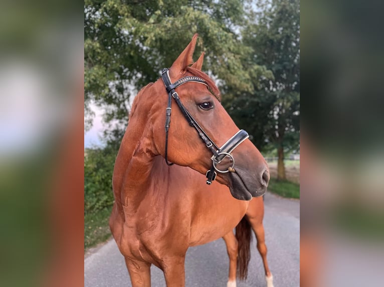 Westfale Stute 9 Jahre 170 cm Fuchs in Bad Rappenau