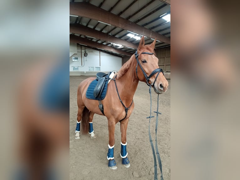 Westfale Stute 9 Jahre 170 cm Fuchs in Bad Rappenau