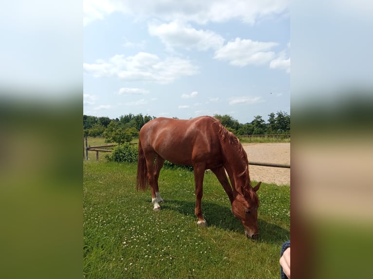 Westfale Stute 9 Jahre 170 cm Fuchs in Bad Rappenau