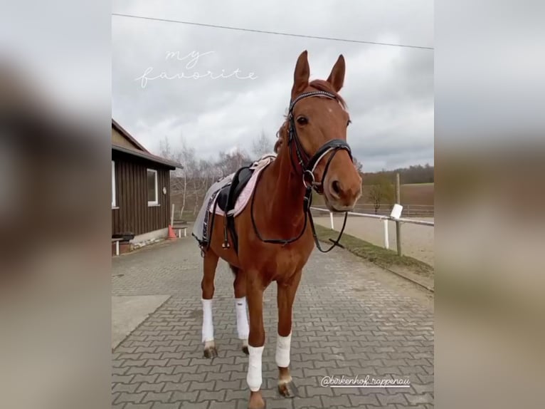 Westfale Stute 9 Jahre 170 cm Fuchs in Bad Rappenau