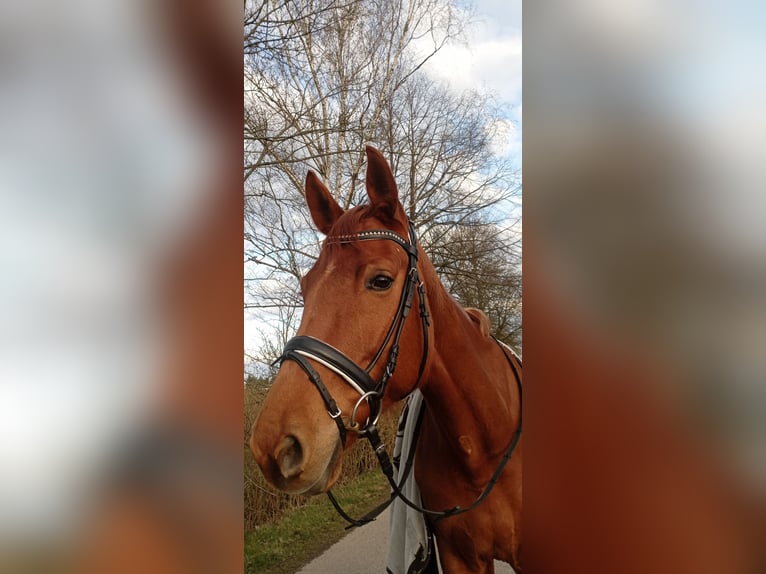Westfale Stute 9 Jahre 170 cm Fuchs in Bad Rappenau