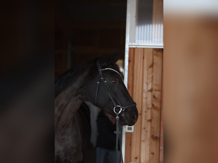 Westfale Stute 9 Jahre 170 cm Schwarzbrauner in Calden, Fürstenwald