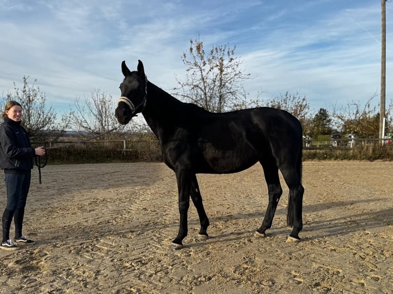 Westfale Mix Stute 9 Jahre 170 cm Schwarzbrauner in Kassel