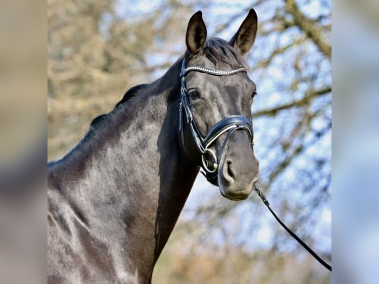 Westfale Stute 9 Jahre 170 cm Schwarzbrauner in Iserlohn