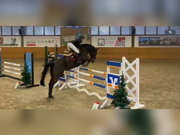 Westfale Stute 9 Jahre 170 cm Schwarzbrauner in Lage