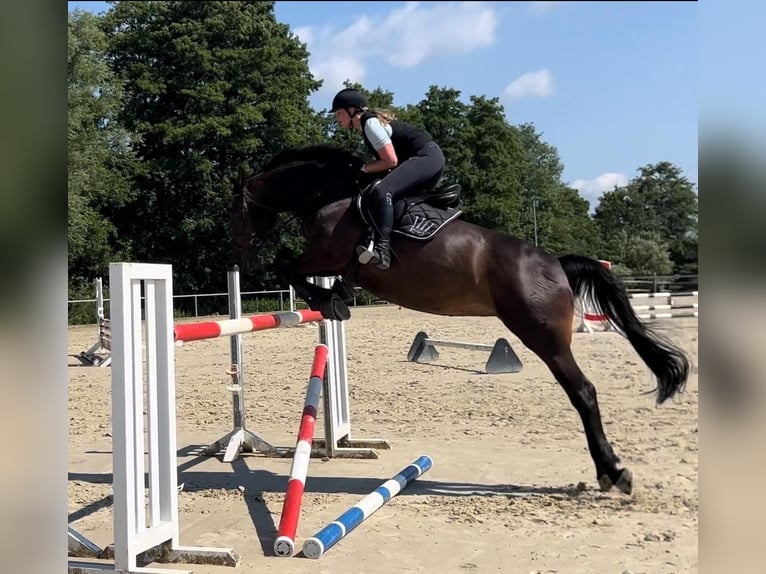 Westfale Stute 9 Jahre 170 cm Schwarzbrauner in Lage