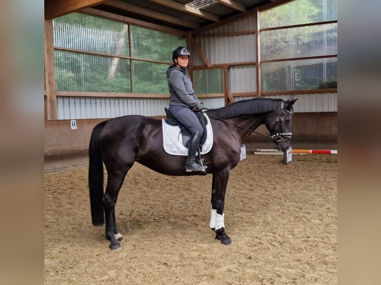 Westfale Stute 9 Jahre 171 cm Rappe in Hünxe