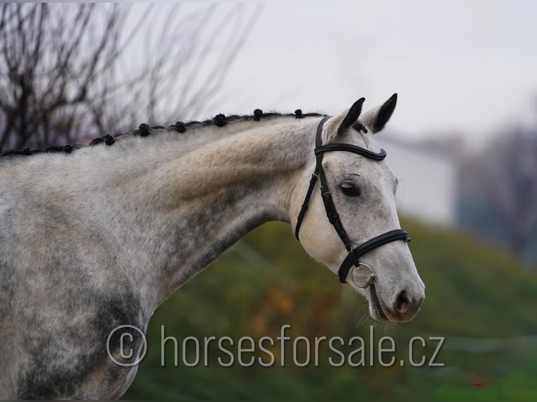 Westfale Stute 9 Jahre 171 cm Schimmel in Olomouc