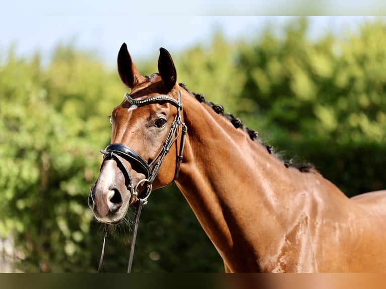 Westfale Stute 9 Jahre 172 cm Brauner in Haag am Hausruck