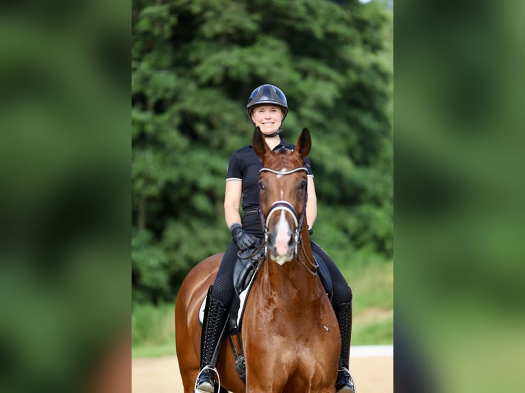 Westfale Stute 9 Jahre 172 cm Brauner in Haag am Hausruck