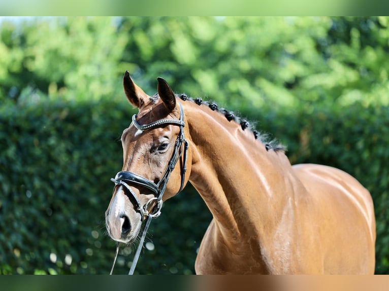 Westfale Stute 9 Jahre 172 cm Brauner in Haag am Hausruck