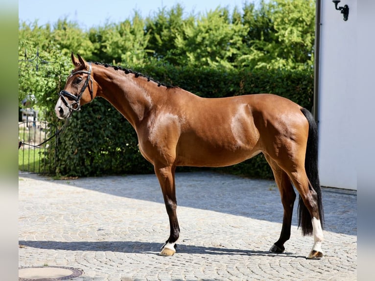 Westfale Stute 9 Jahre 172 cm Brauner in Haag am Hausruck