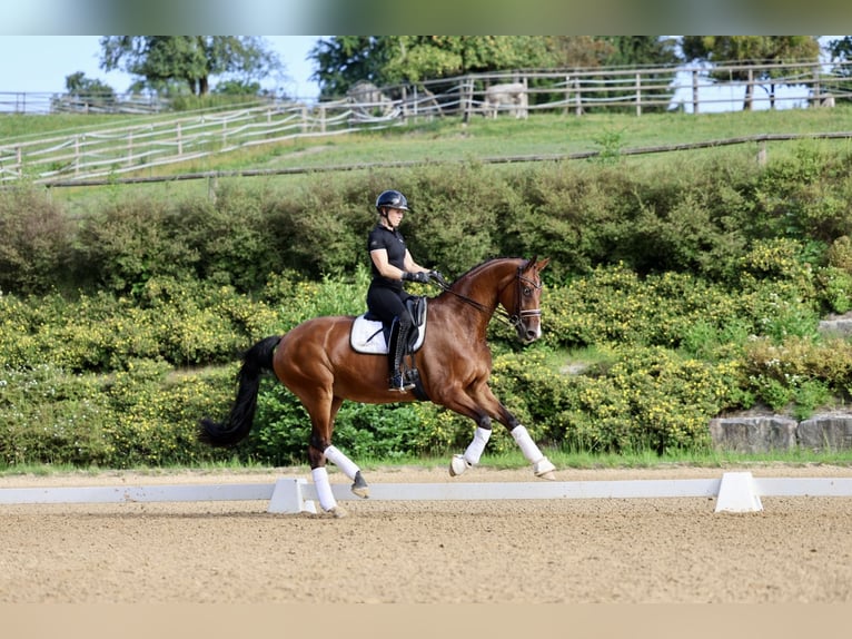 Westfale Stute 9 Jahre 172 cm Brauner in Haag am Hausruck