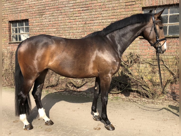 Westfale Stute 9 Jahre 172 cm Brauner in Rees