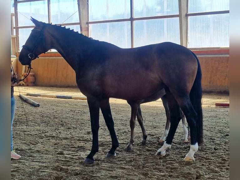 Westfale Stute 9 Jahre 172 cm Brauner in Bramstedt