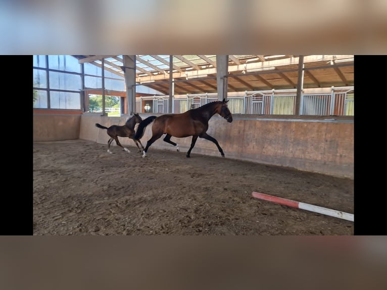 Westfale Stute 9 Jahre 172 cm Brauner in Bramstedt