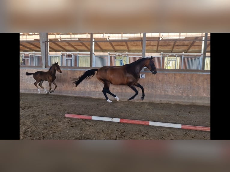 Westfale Stute 9 Jahre 172 cm Brauner in Bramstedt