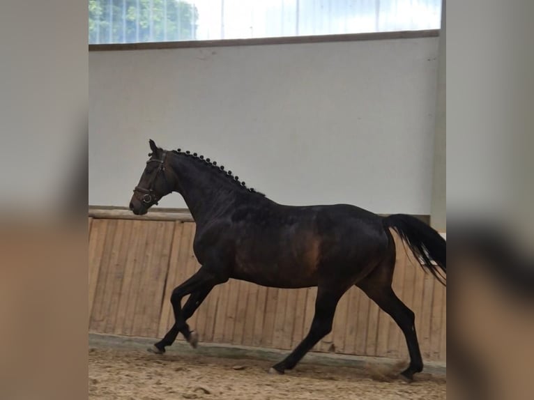 Westfale Stute 9 Jahre 172 cm Dunkelbrauner in Wölfersheim