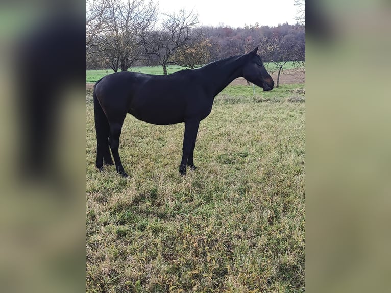 Westfale Stute 9 Jahre 172 cm Dunkelbrauner in Wölfersheim