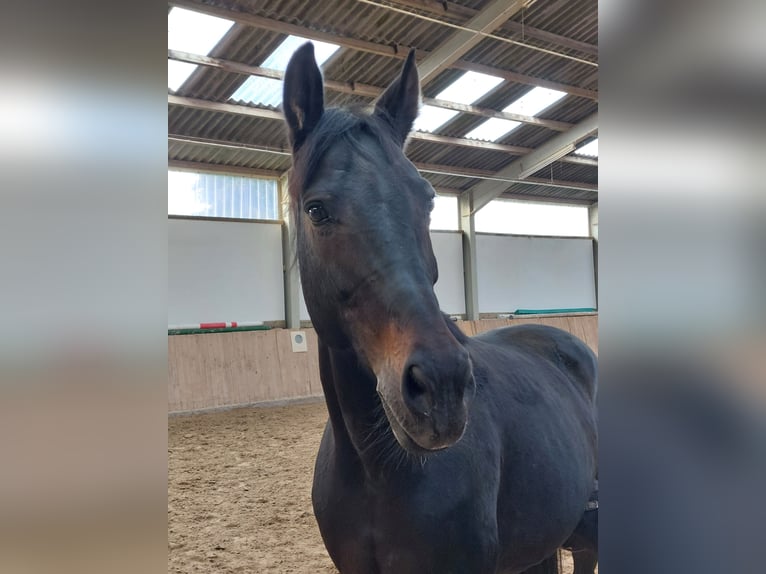 Westfale Stute 9 Jahre 172 cm Dunkelbrauner in Wölfersheim