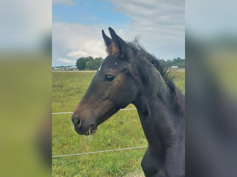Westfale Stute 9 Jahre 172 cm Dunkelbrauner in Wölfersheim