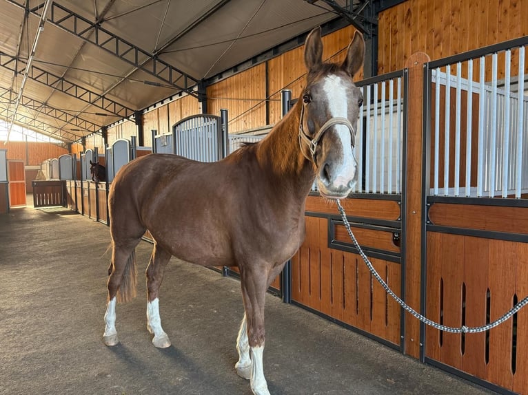 Westfale Stute 9 Jahre 172 cm Dunkelfuchs in Dornburg