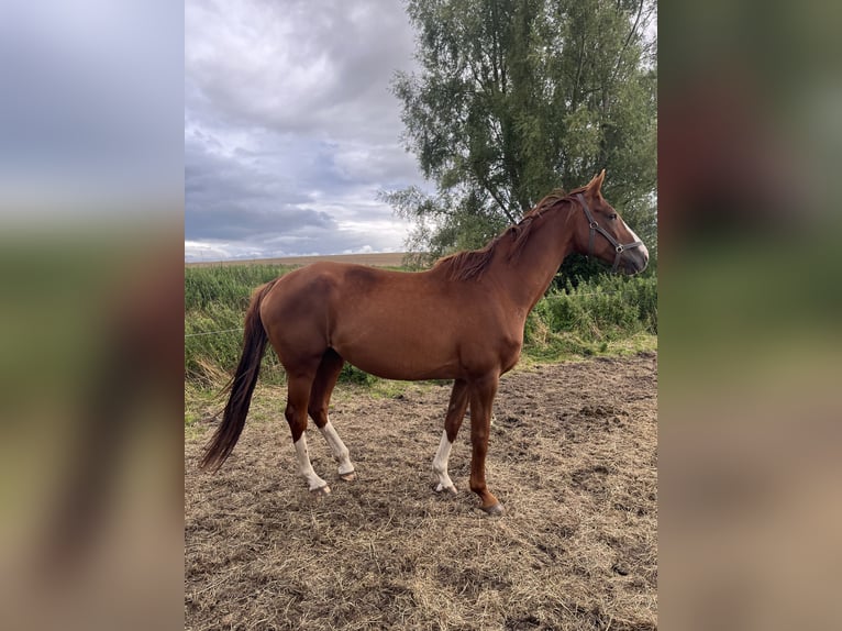 Westfale Stute 9 Jahre 172 cm Fuchs in Zudar
