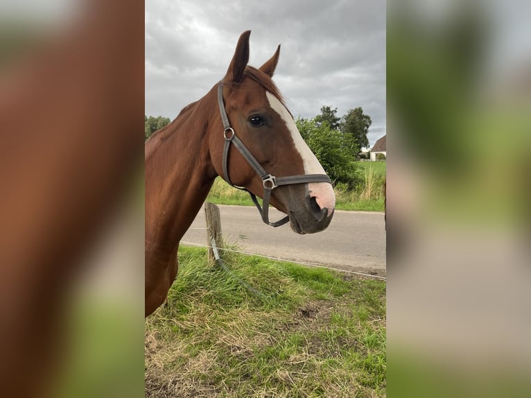 Westfale Stute 9 Jahre 172 cm Fuchs in Zudar