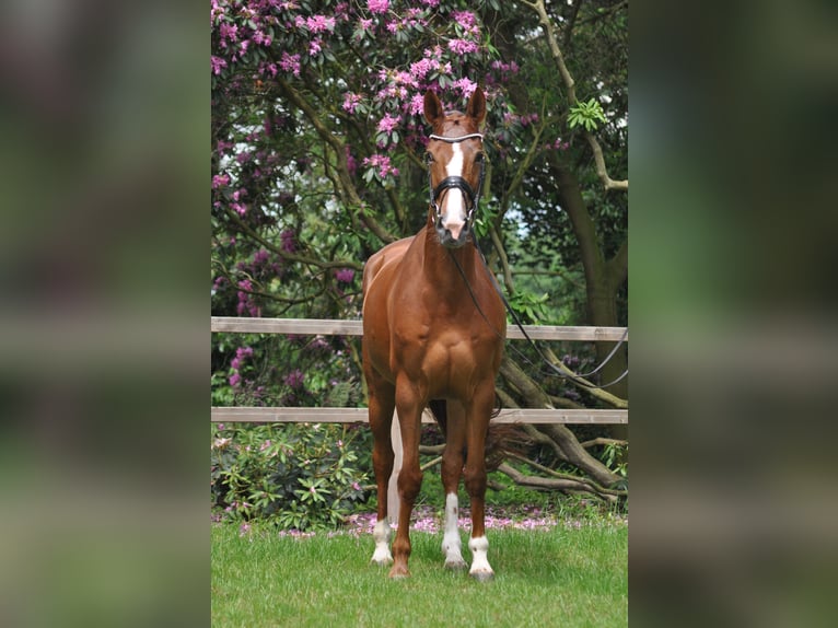 Westfale Stute 9 Jahre 173 cm Fuchs in Bersenbr&#xFC;ck