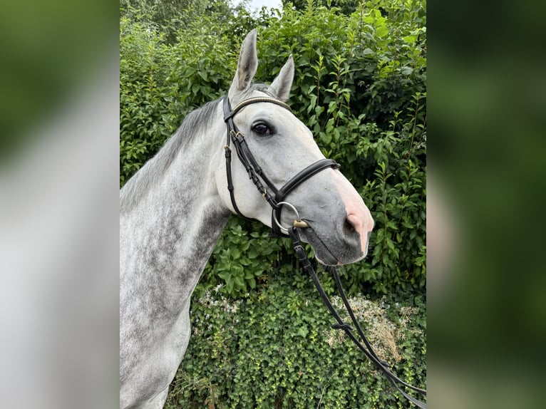Westfale Stute 9 Jahre 173 cm Schimmel in Horb am Neckar