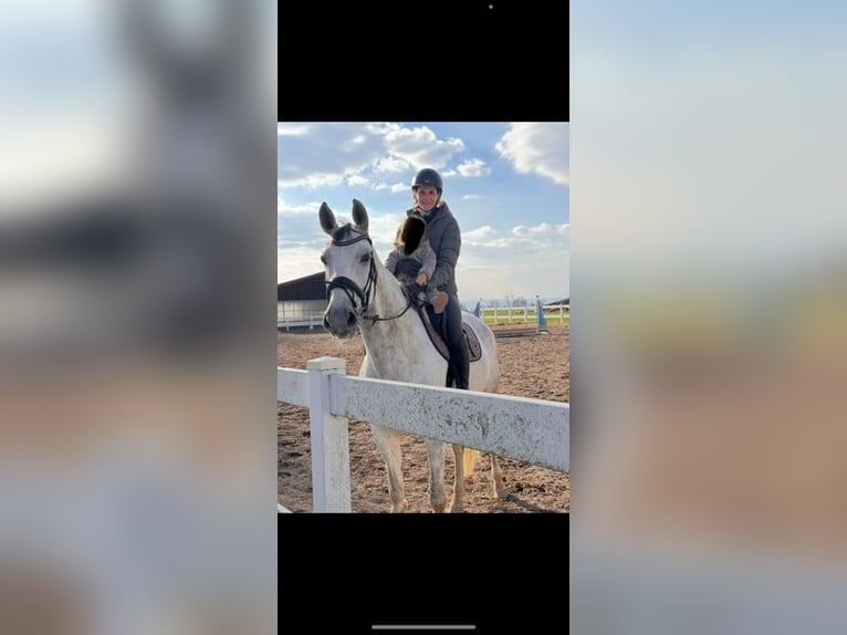 Westfale Stute 9 Jahre 173 cm Schimmel in Neuwied
