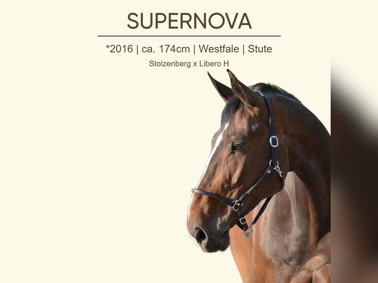 Westfale Stute 9 Jahre 174 cm Brauner in Goldbach