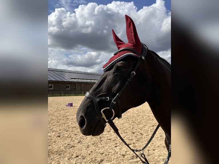 Westfale Stute 9 Jahre 174 cm Rappe in Mechernich