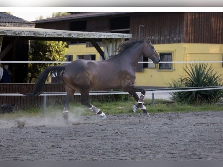 Westfale Stute 9 Jahre 175 cm Brauner in LeimenLeimen