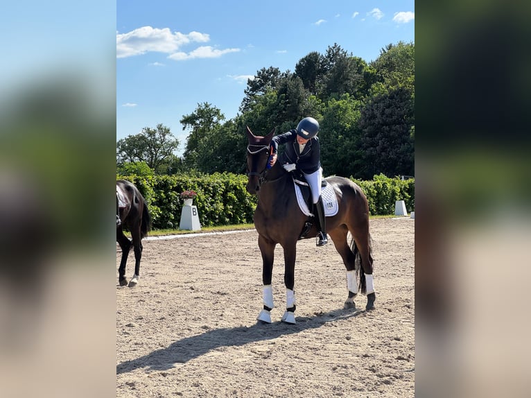 Westfale Stute 9 Jahre 175 cm Brauner in LeimenLeimen