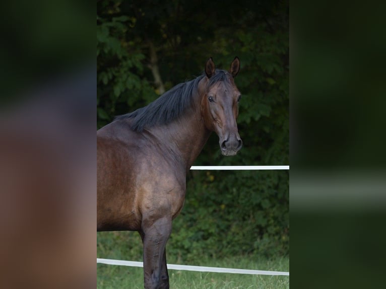 Westfale Stute 9 Jahre 175 cm Brauner in LeimenLeimen
