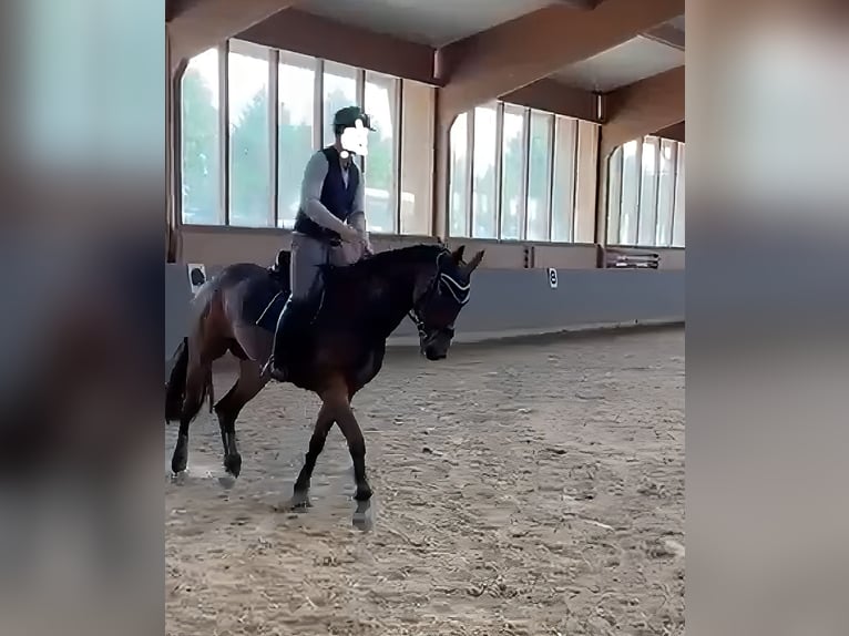 Westfale Stute 9 Jahre 175 cm Brauner in Lage